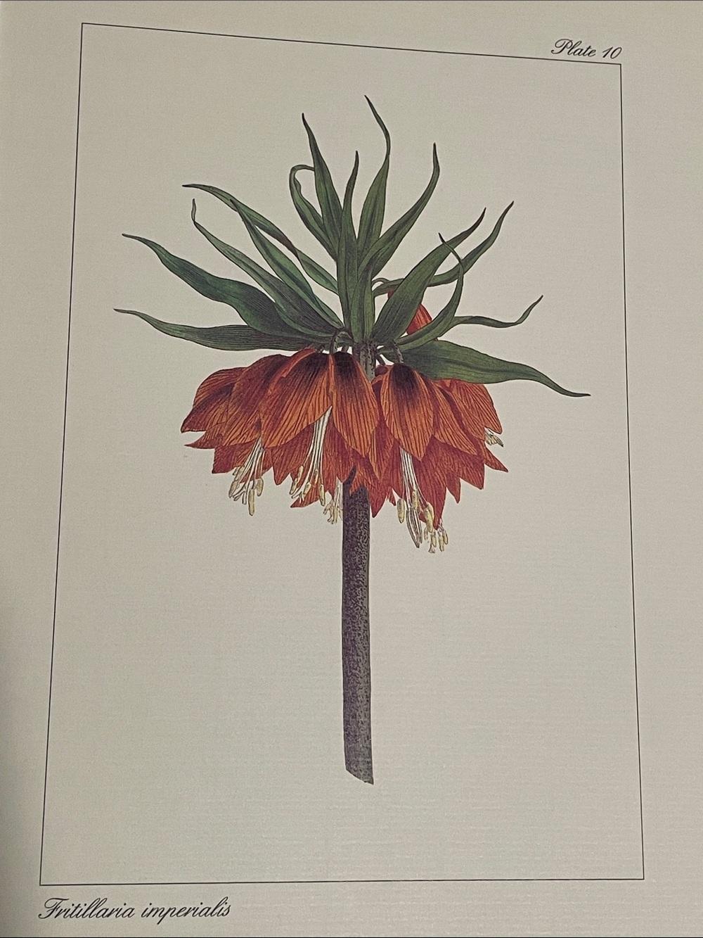 🖤5/$25 vintage botanical flower print - Picture 6 of 8